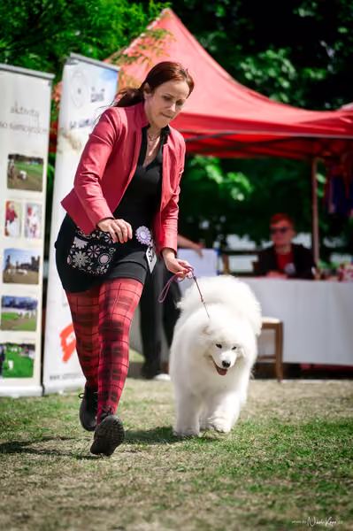 Samojed Klub SK – 9. května 2026