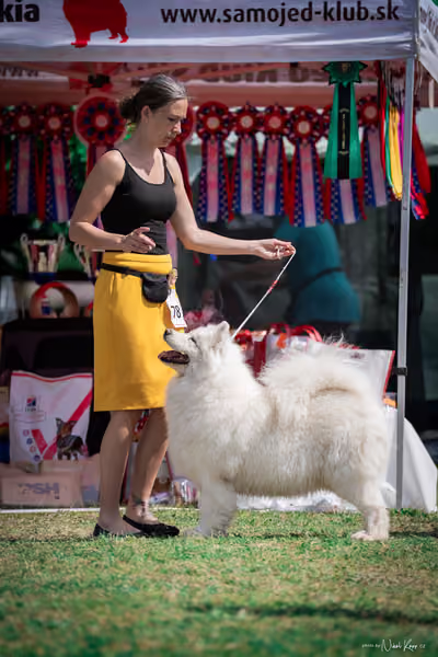 Samojed Klub SK – 9. května 2026