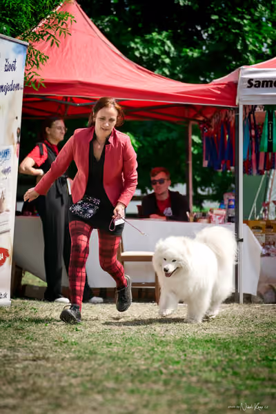 Samojed Klub SK – 9. května 2026