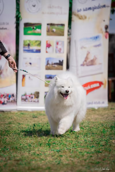 Samojed Klub SK – 9. května 2026