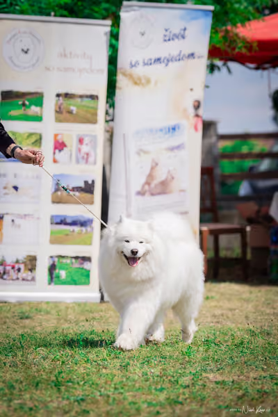 Samojed Klub SK – 9. května 2026