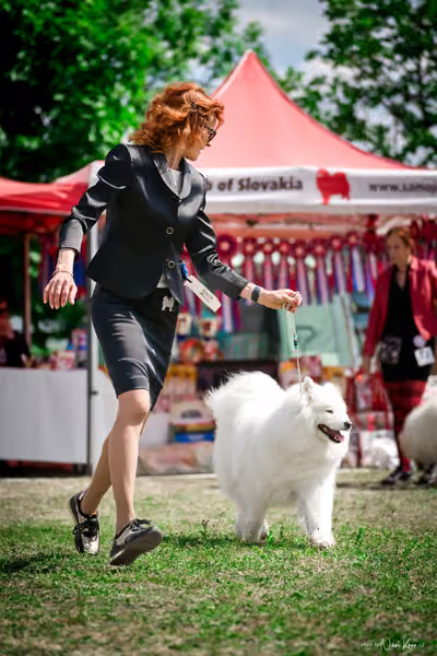 Samojed Klub SK – 9. května 2026