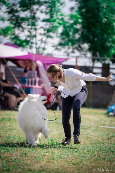 Samojed Klub SK – 9. května 2026