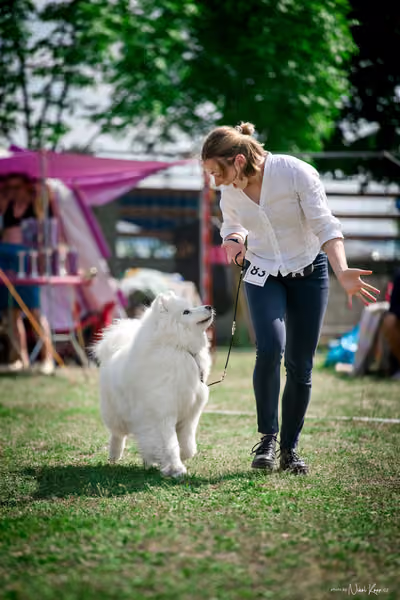 Samojed Klub SK – 9. května 2026
