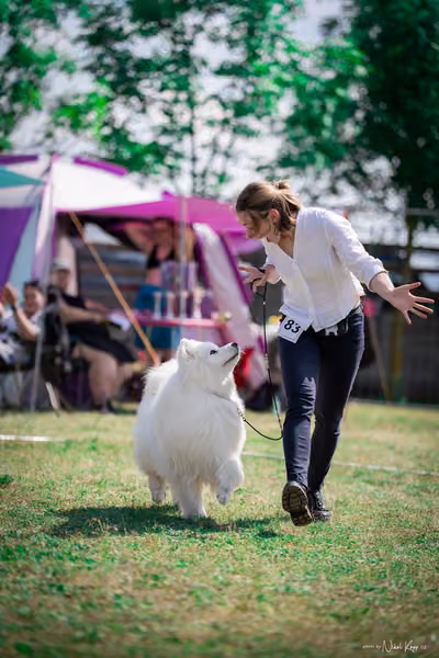 Samojed Klub SK – 9. května 2026