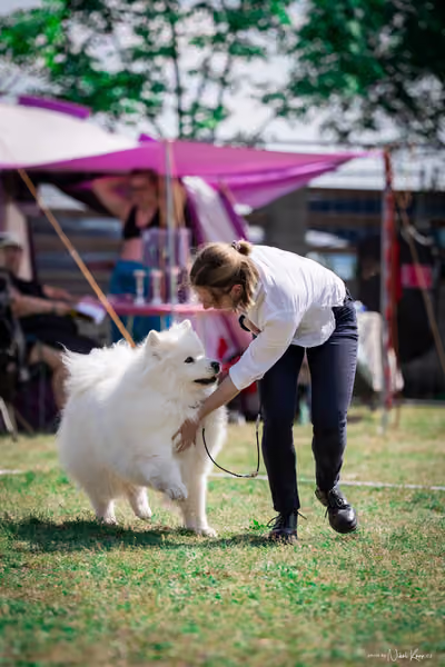 Samojed Klub SK – 9. května 2026