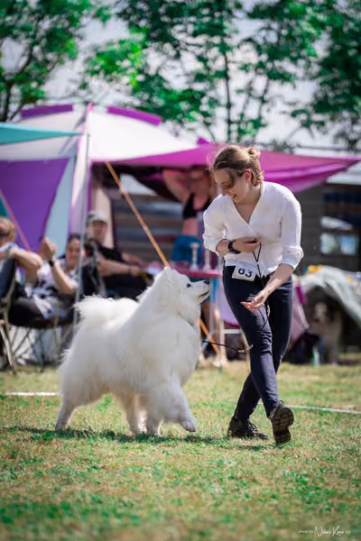 Samojed Klub SK – 9. května 2026