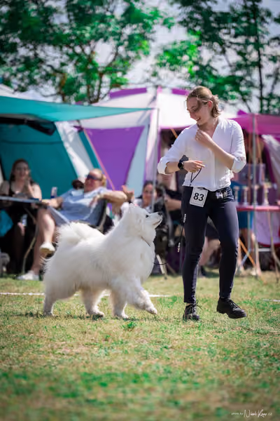Samojed Klub SK – 9. května 2026