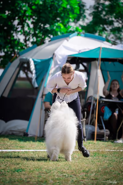 Samojed Klub SK – 9. května 2026