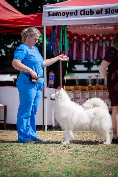Samojed Klub SK – 9. května 2026