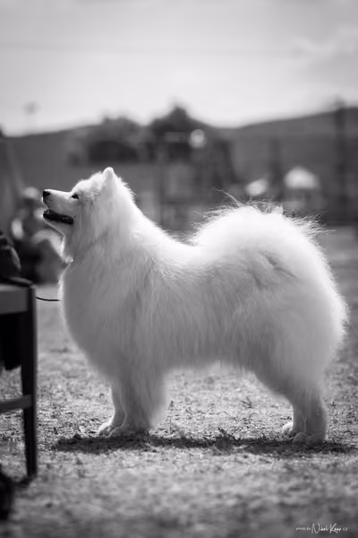Samojed Klub SK – 9. května 2026