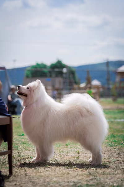 Samojed Klub SK – 9. května 2026