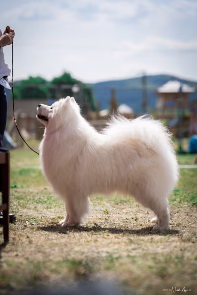 Samojed Klub SK – 9. května 2026