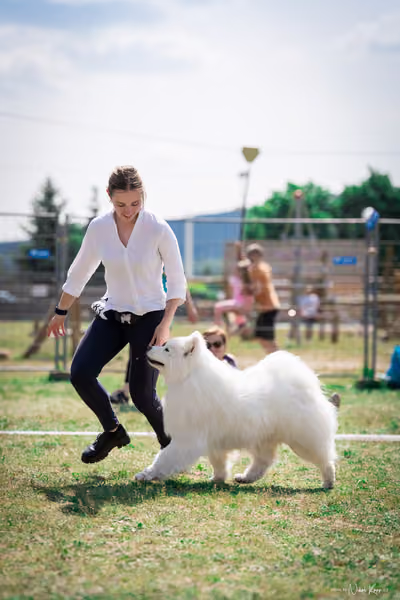 Samojed Klub SK – 9. května 2026