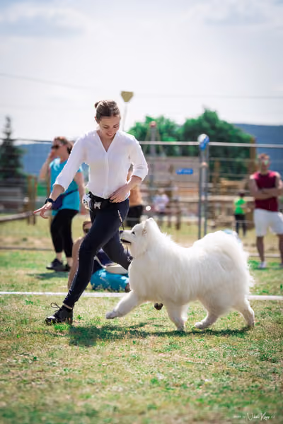 Samojed Klub SK – 9. května 2026