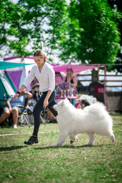 Samojed Klub SK – 9. května 2026