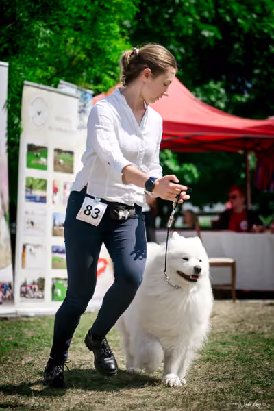 Samojed Klub SK – 9. května 2026