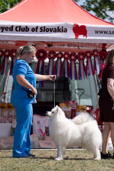 Samojed Klub SK – 9. května 2026