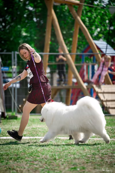 Samojed Klub SK – 9. května 2026