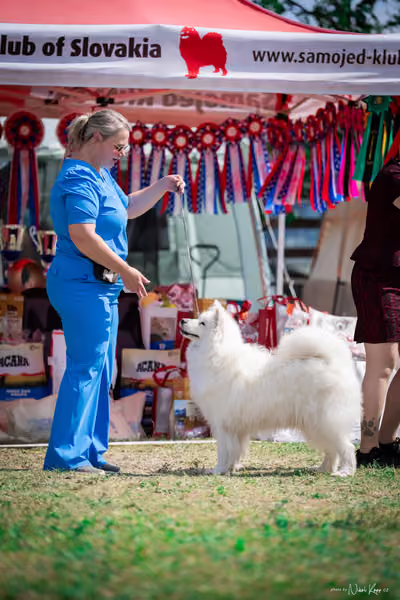 Samojed Klub SK – 9. května 2026
