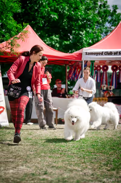 Samojed Klub SK – 9. května 2026