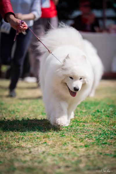 Samojed Klub SK – 9. května 2026