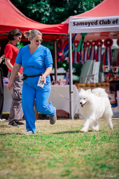 Samojed Klub SK – 9. května 2026
