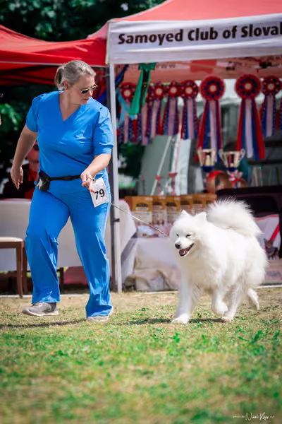 Samojed Klub SK – 9. května 2026