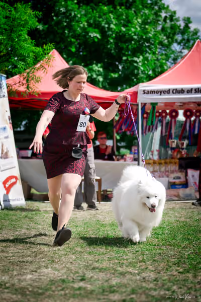 Samojed Klub SK – 9. května 2026