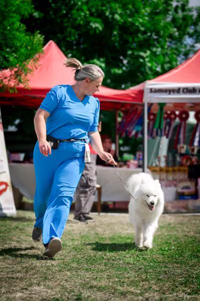 Samojed Klub SK – 9. května 2026