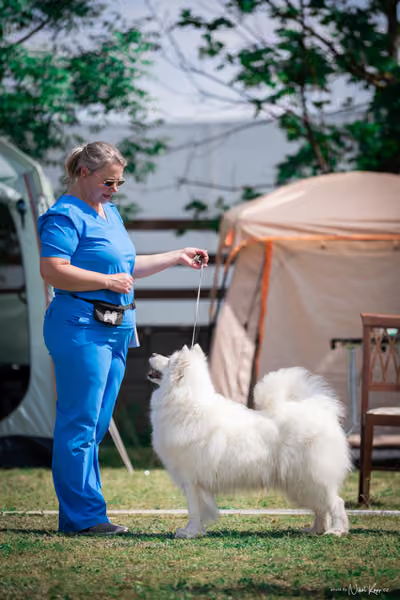 Samojed Klub SK – 9. května 2026