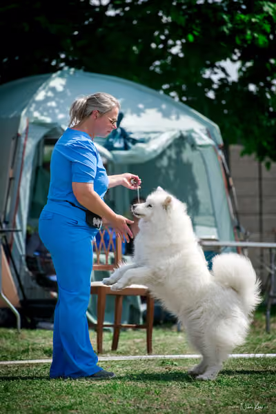 Samojed Klub SK – 9. května 2026