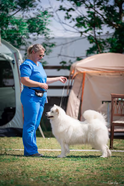 Samojed Klub SK – 9. května 2026