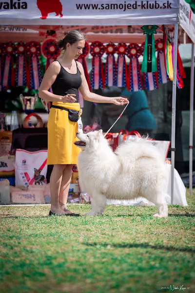 Samojed Klub SK – 9. května 2026