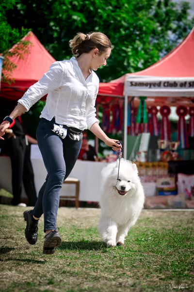 Samojed Klub SK – 9. května 2026