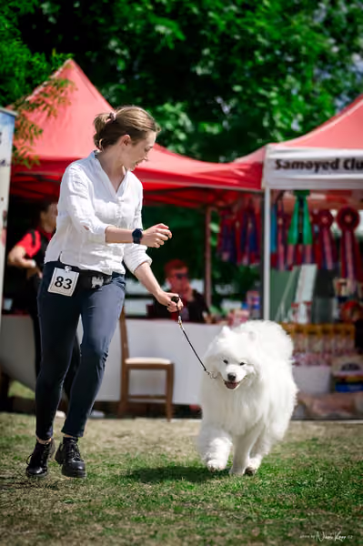Samojed Klub SK – 9. května 2026