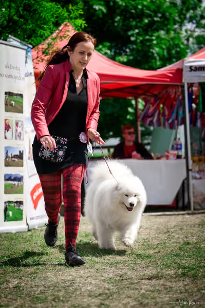 Samojed Klub SK – 9. května 2026