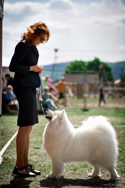 Samojed Klub SK – 9. května 2026