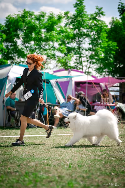 Samojed Klub SK – 9. května 2026