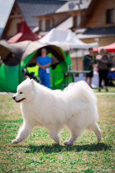 Samojed Klub SK – 9. května 2026