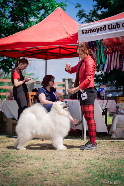 Samojed Klub SK – 9. května 2026