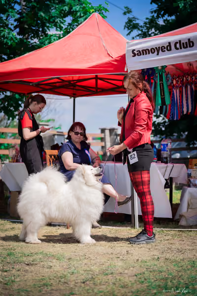 Samojed Klub SK – 9. května 2026