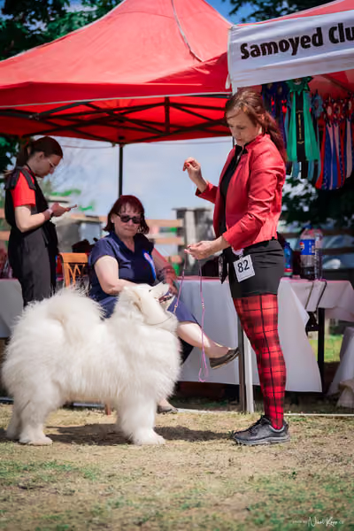 Samojed Klub SK – 9. května 2026