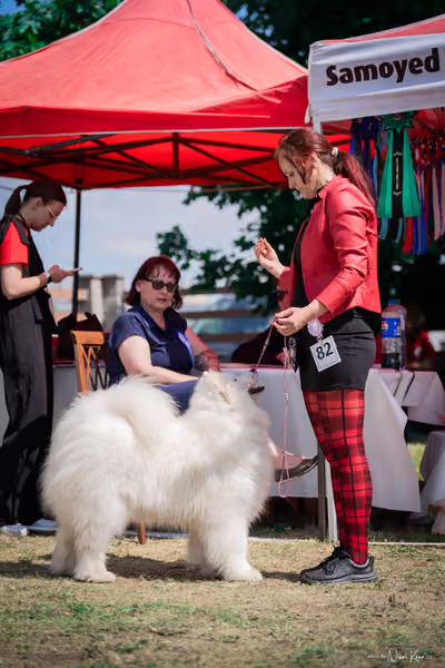 Samojed Klub SK – 9. května 2026