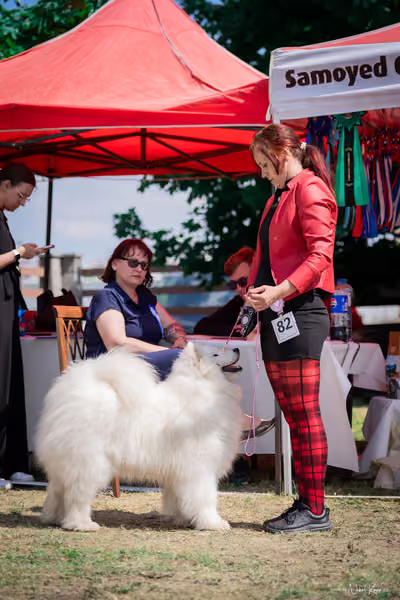 Samojed Klub SK – 9. května 2026