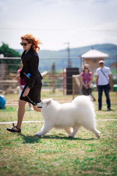 Samojed Klub SK – 9. května 2026