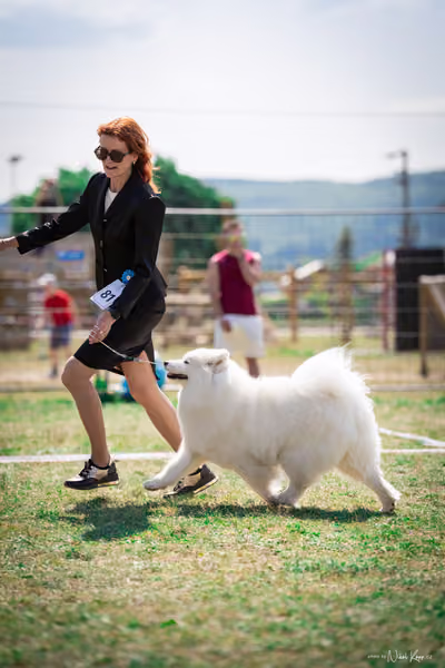 Samojed Klub SK – 9. května 2026