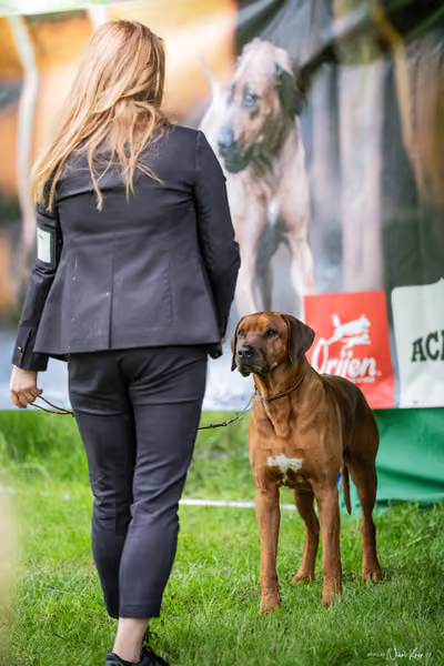 Klubová výstava KCHRR – 16. května 2026
