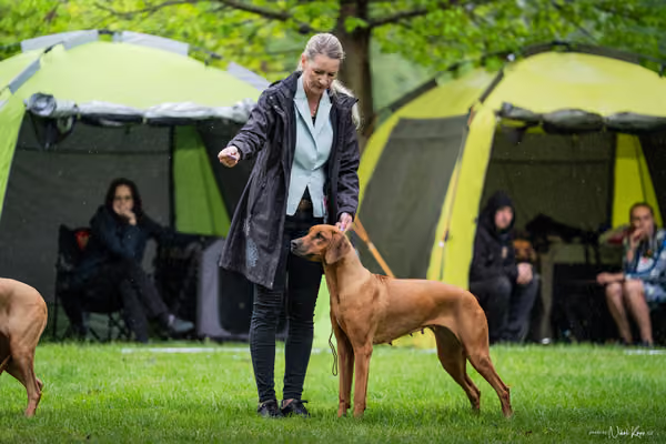Klubová výstava KCHRR – 16. května 2026