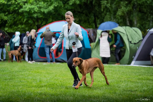 Klubová výstava KCHRR – 16. května 2026